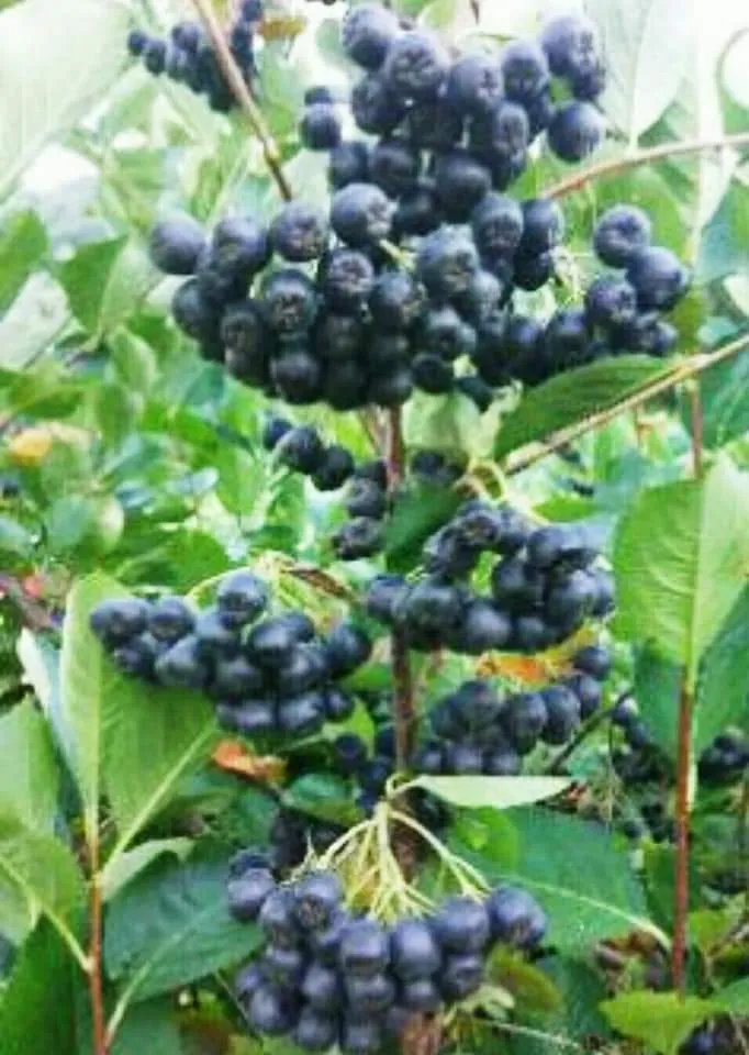 Aronija