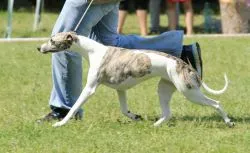 Mali engleski hrt - Whippet