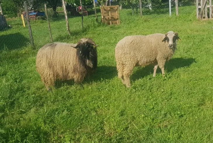 OVAN I DVISKA