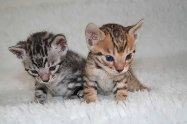 Bengal Kittens Pedigree / registrovani top show linije