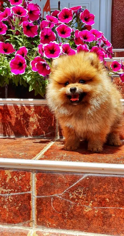 Pomeranac boo