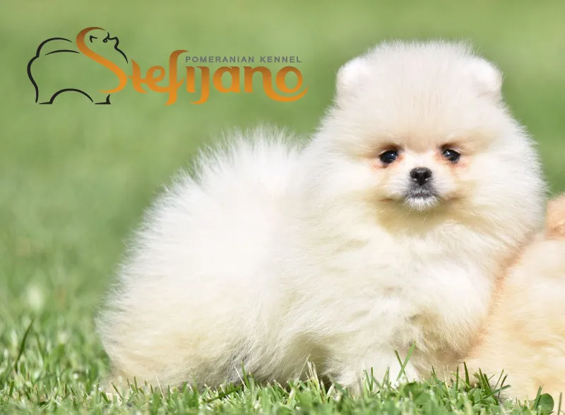 Boo pomeranac