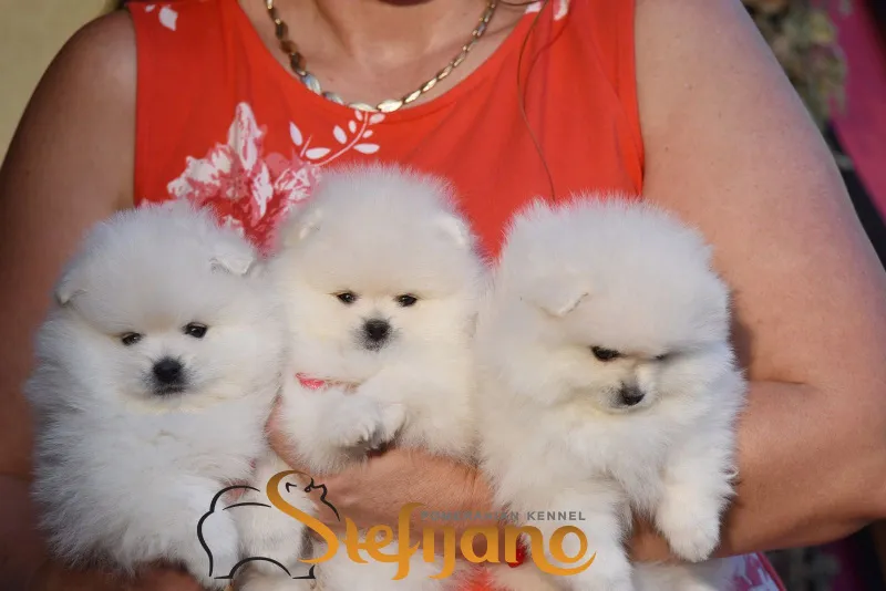 Boo pomeranac