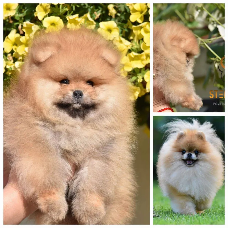 Boo pomeranac