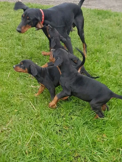 Doberman štenci spremni