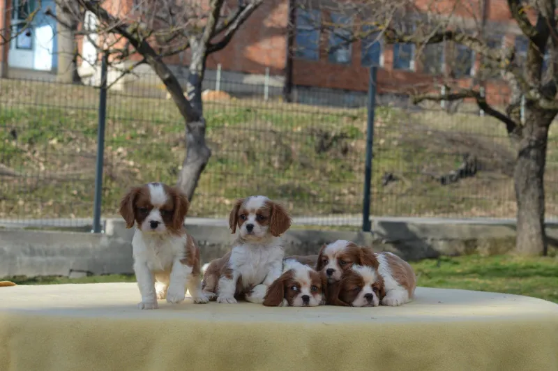 Cavalier king Charles spaniel 