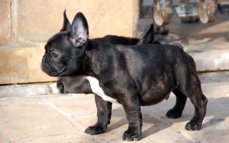 Francuski buldog štenci