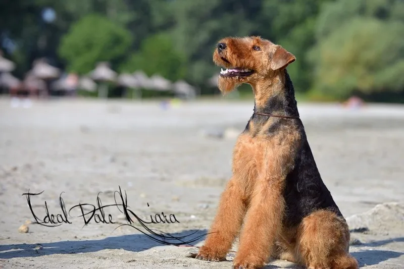 Erdel terijer Ideal AireDale terrier