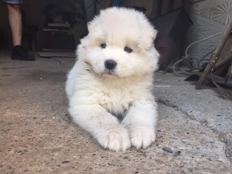 Sibirski samojed štenci