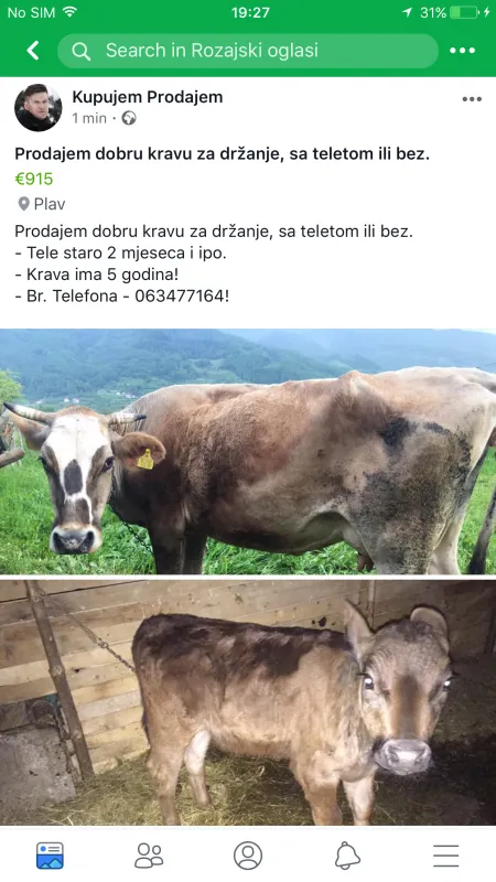 Prodajem dobru kravu za držanje, sa teletom ili bez. - Tele staro 2 mjeseca i i