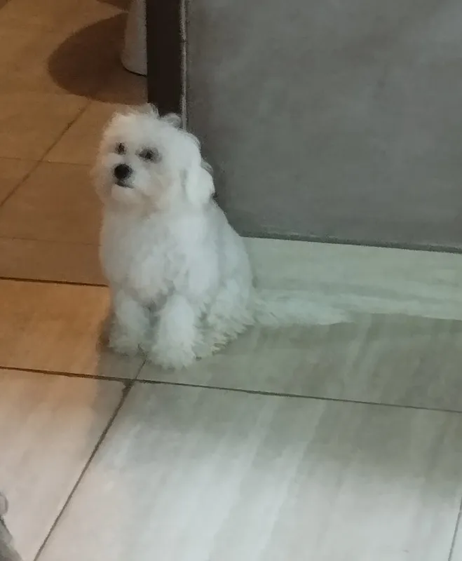 Maltezer mini