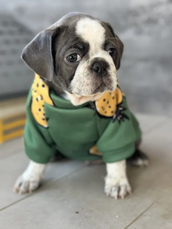 Exotic Pug
