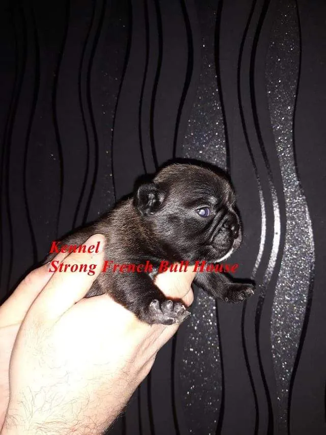 Francuski Buldog Rezervacije