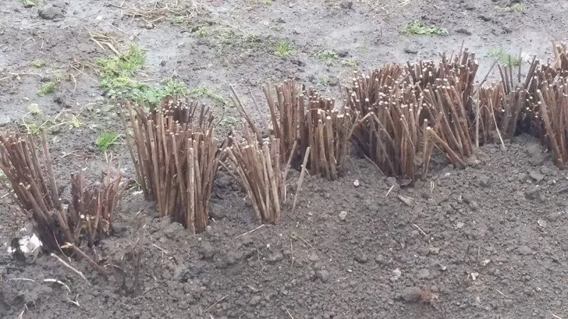 Prodajem sadnice maline TULAMIN  1000 sadnica