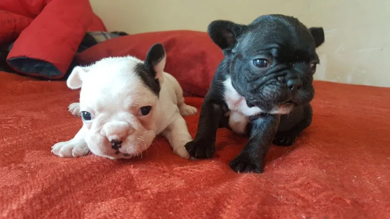 Francuski buldog štenci