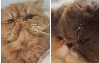 Čistokrvni persijski mačići