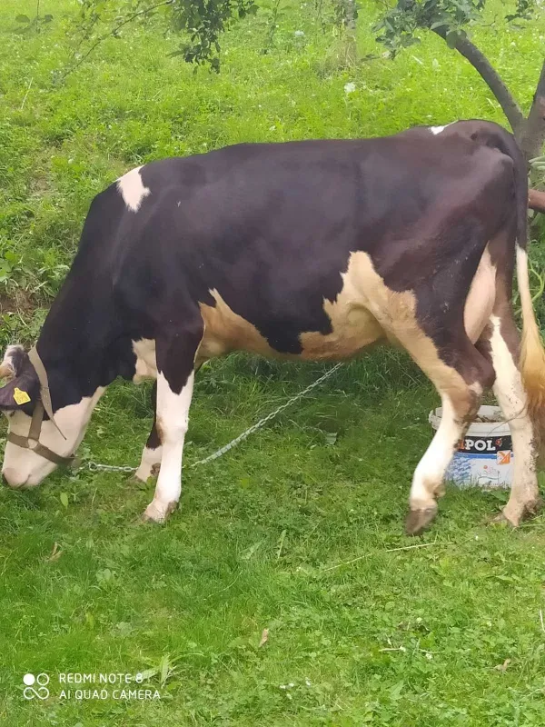 Prodajem krave