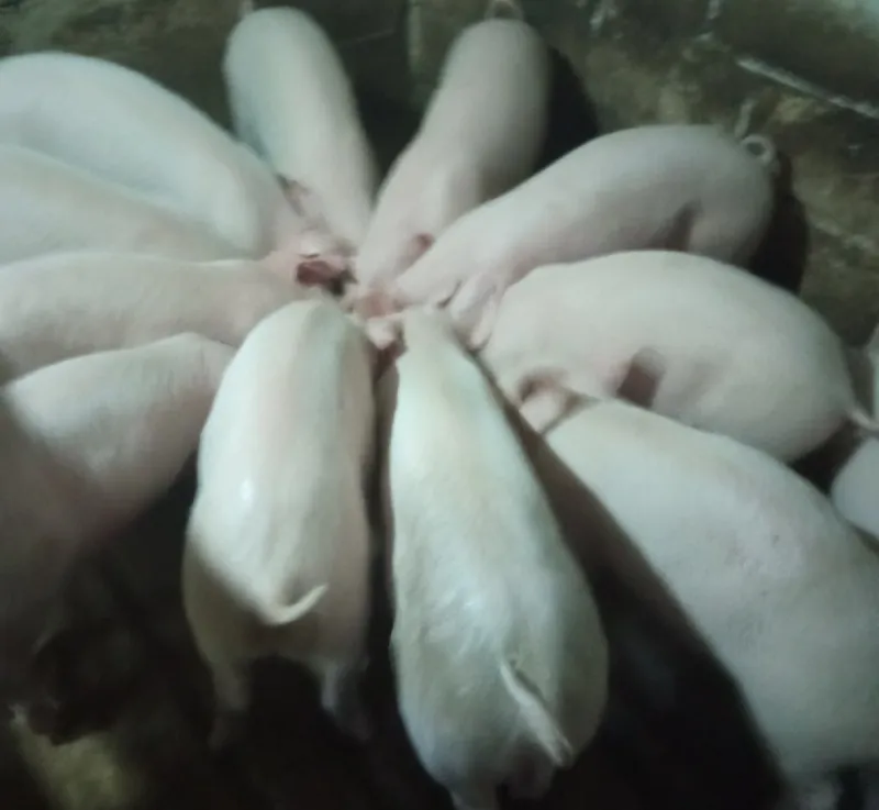 Prasad