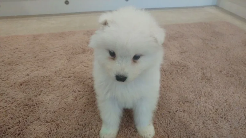 beznačajan obučeni Samojed štenci u potrazi za kućama.