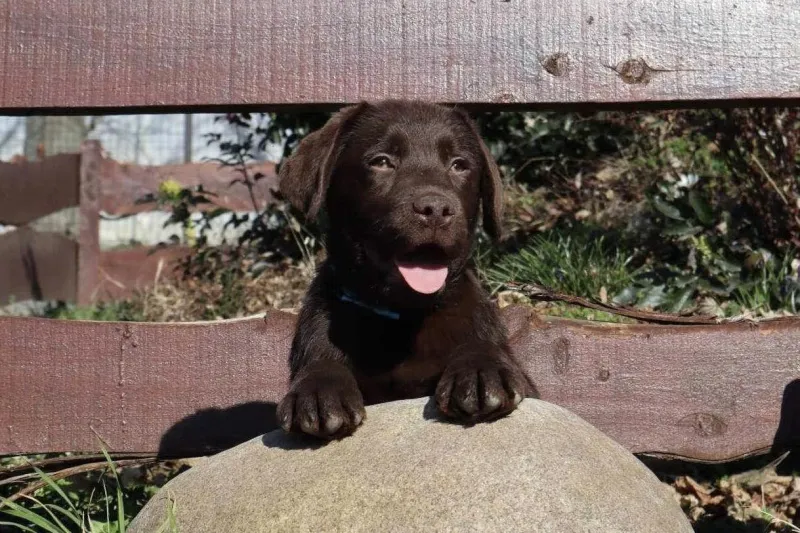 Labrador retriver čokoladni štenci