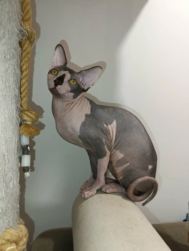 Mačak SPHYNX dostupan za parenje