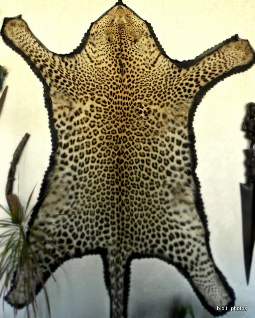 Originalno krzno leoparda - za dekoraciju enterijera