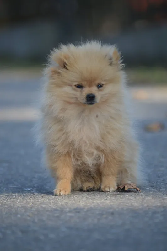 Mini mini pomeranski Spic