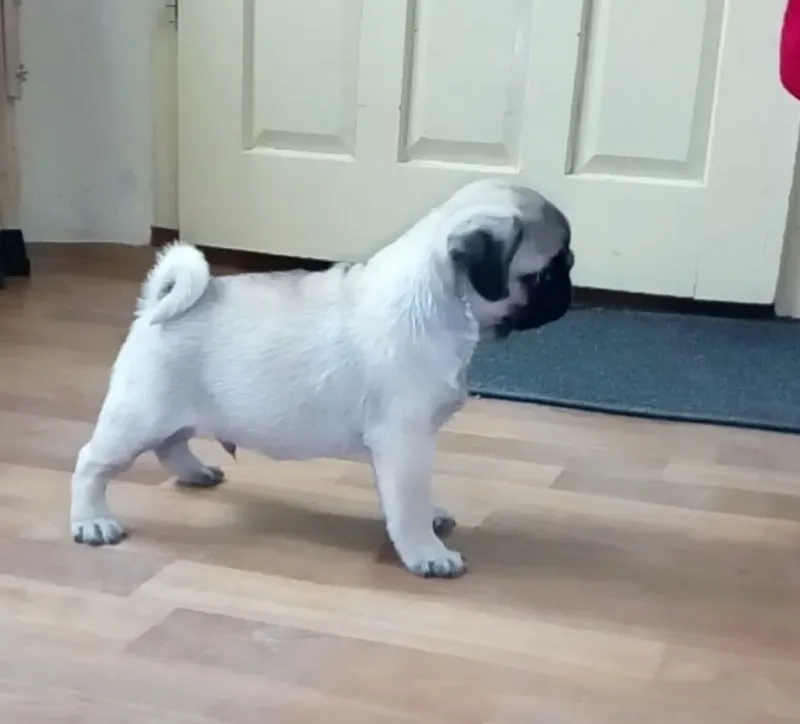Mops štenci