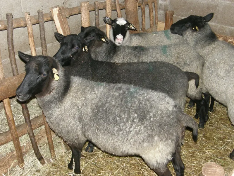 Romanovska jagnjad