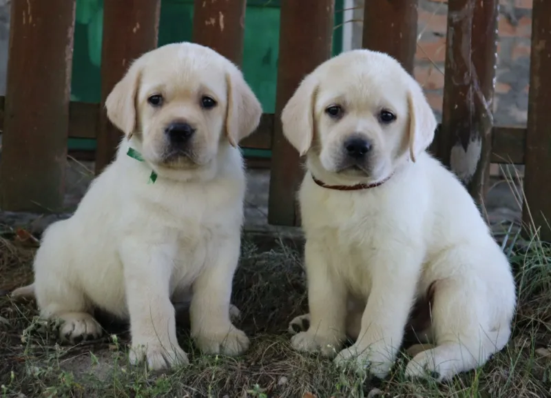 LABRADOR RETRIVER štenci