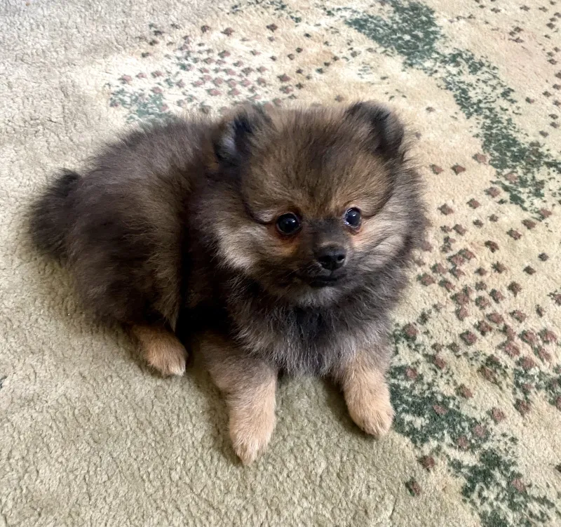 Pomeranac