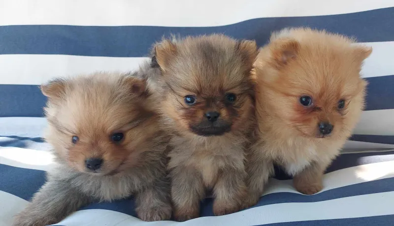 Pomeranac stenci