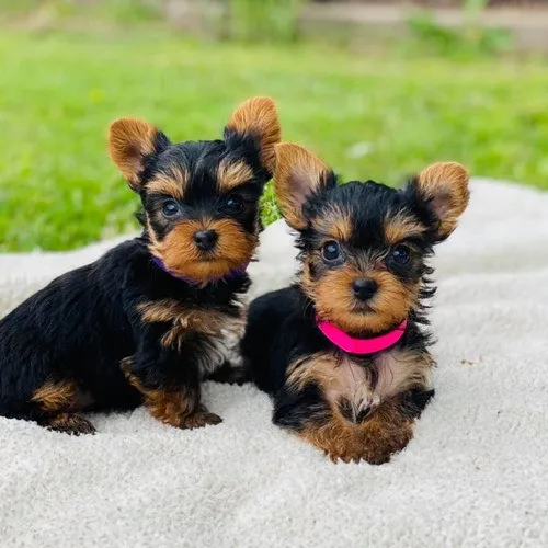 Yorkie psići