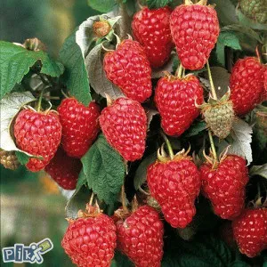 prodajem sadnice maline