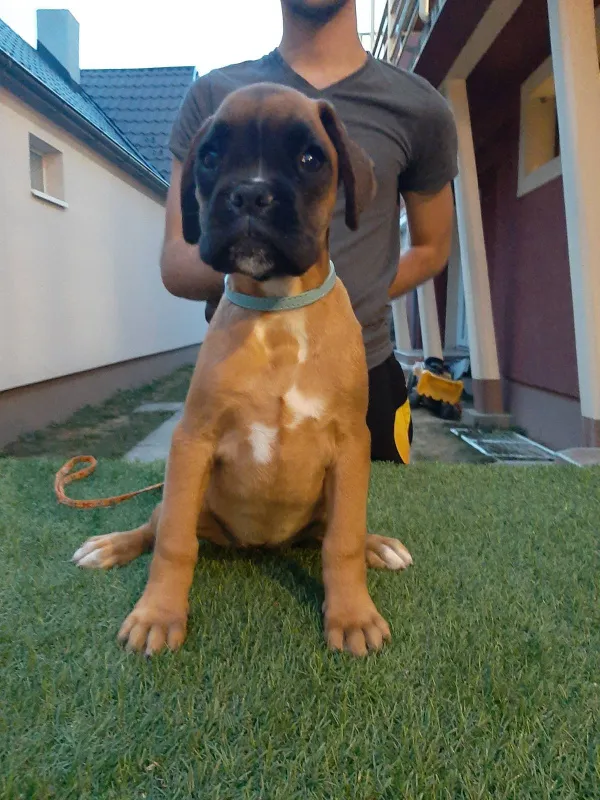 Štenci Nemačkog Boksera 