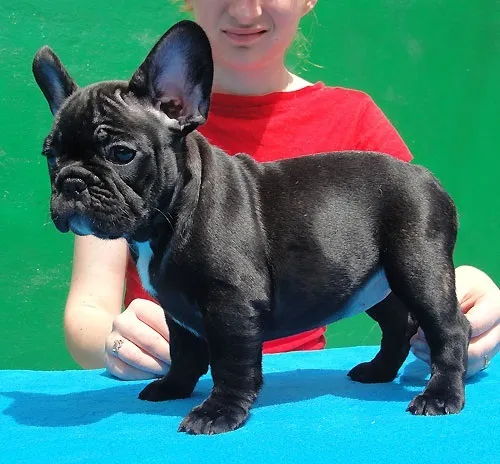 Francuski buldog štenci za vas ..