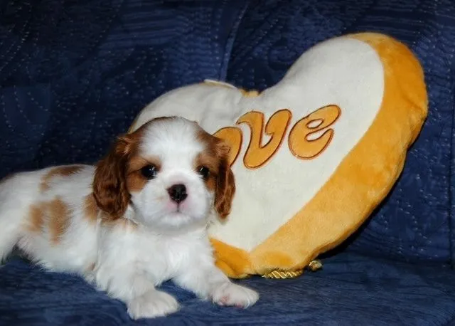 Kavalier King Carls spaniel
