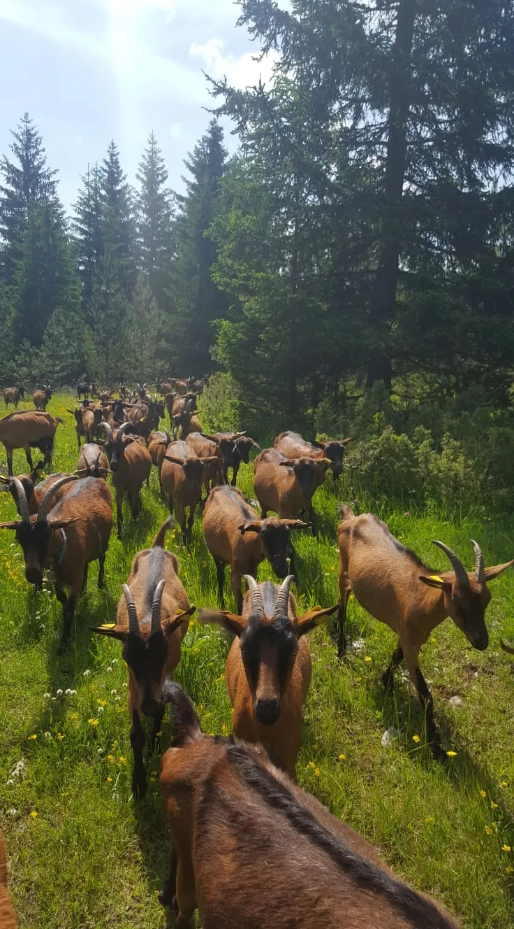 Prodajem odlučenu jarad, koze alpske rase