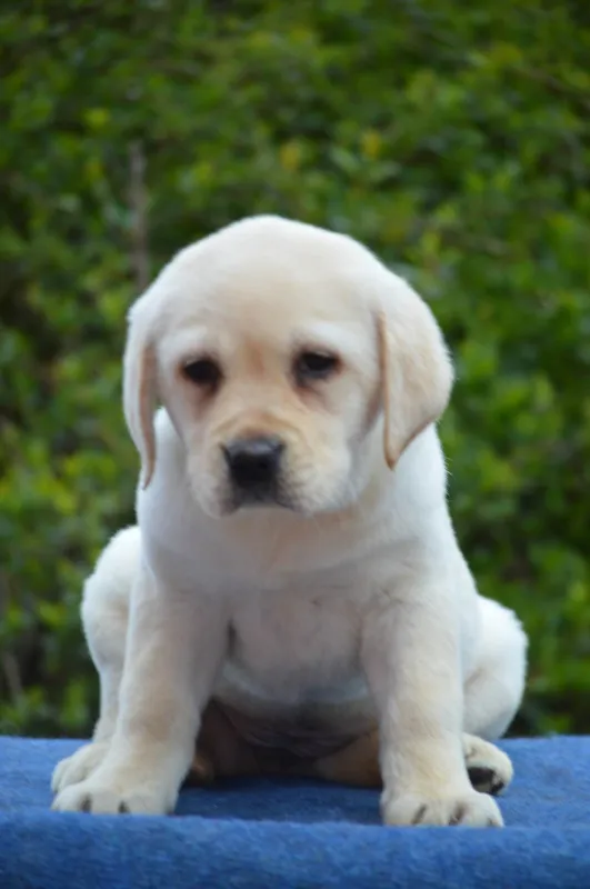 Labrador Retriver štenci 