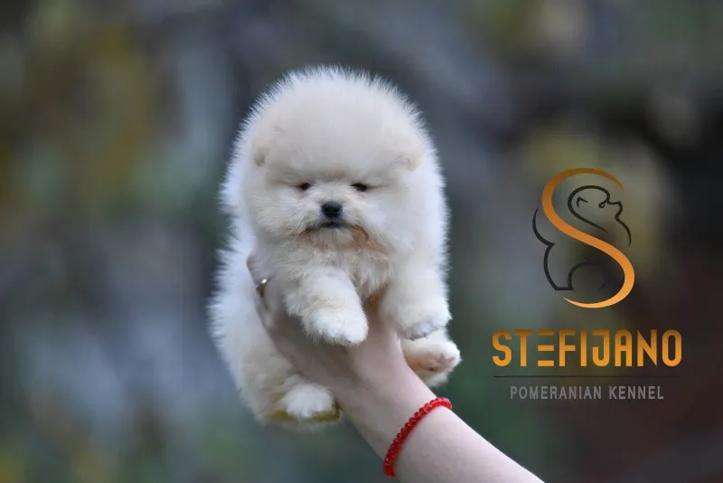 Boo pomeranac