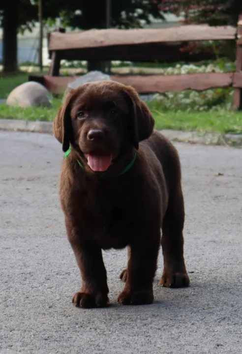 Labrador retriver štene