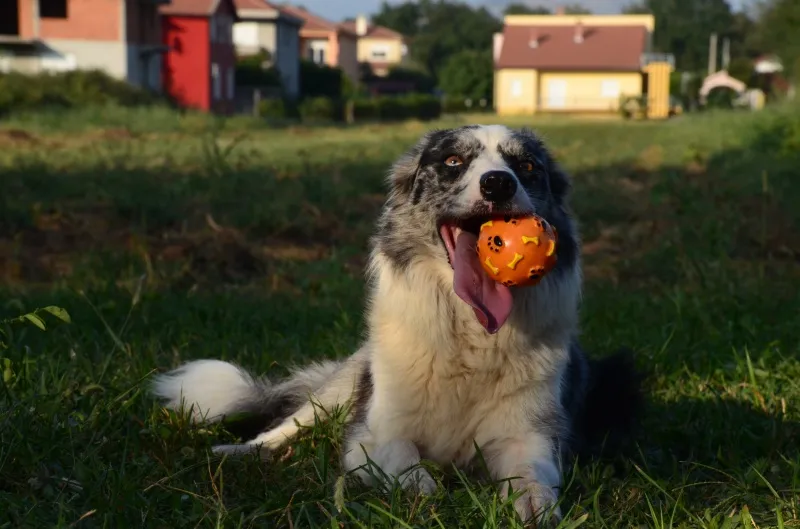 border collie