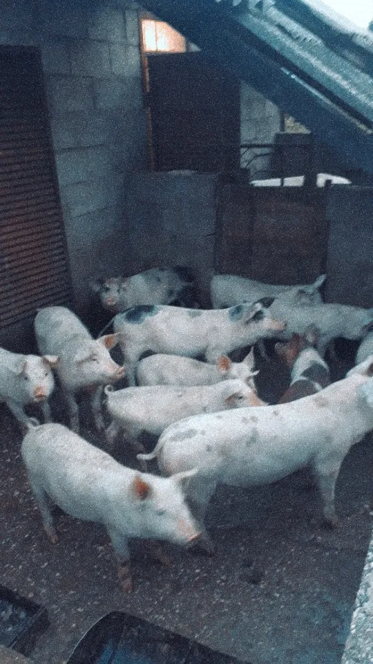 Prodaja domacih prasadi,cijena po dogovoru