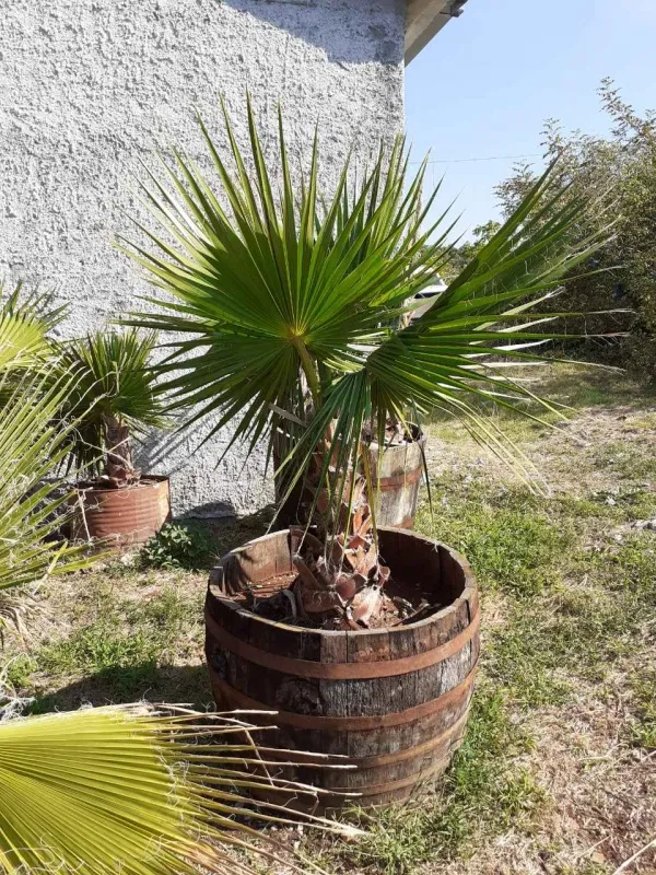 Palme povoljno