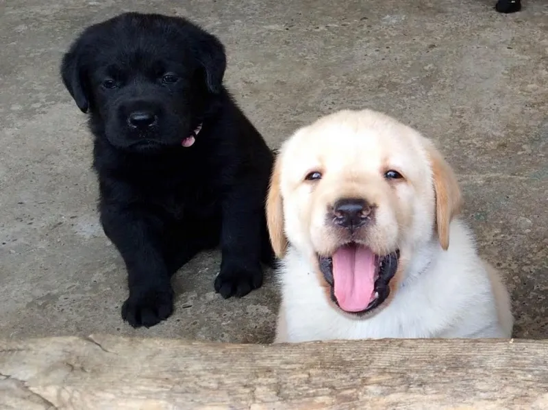 LABRADOR  štenci