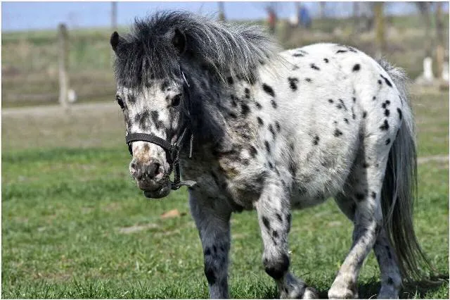 Setland poni