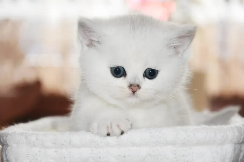 BRITANSKA MAČKA-BRITISH SHORTHAIR 