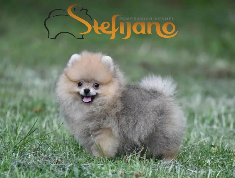 Pomeranac Boo muzjak