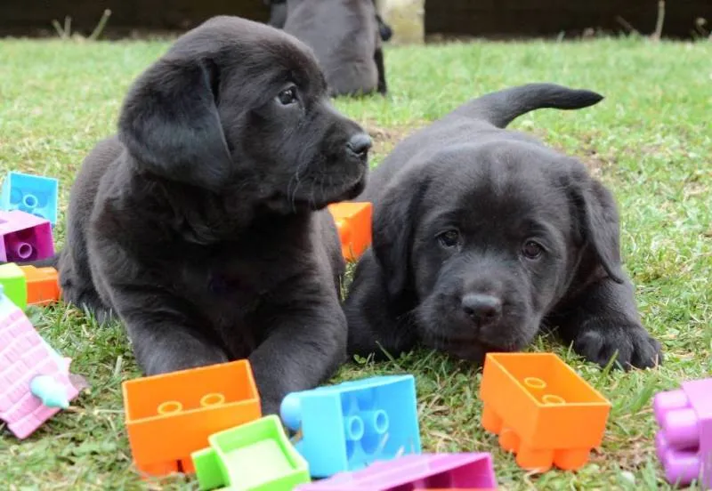 Labrador Retriver,štenci izložbenog potencijala