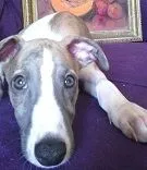Mali Enleski Hrt- Whippet prodaja